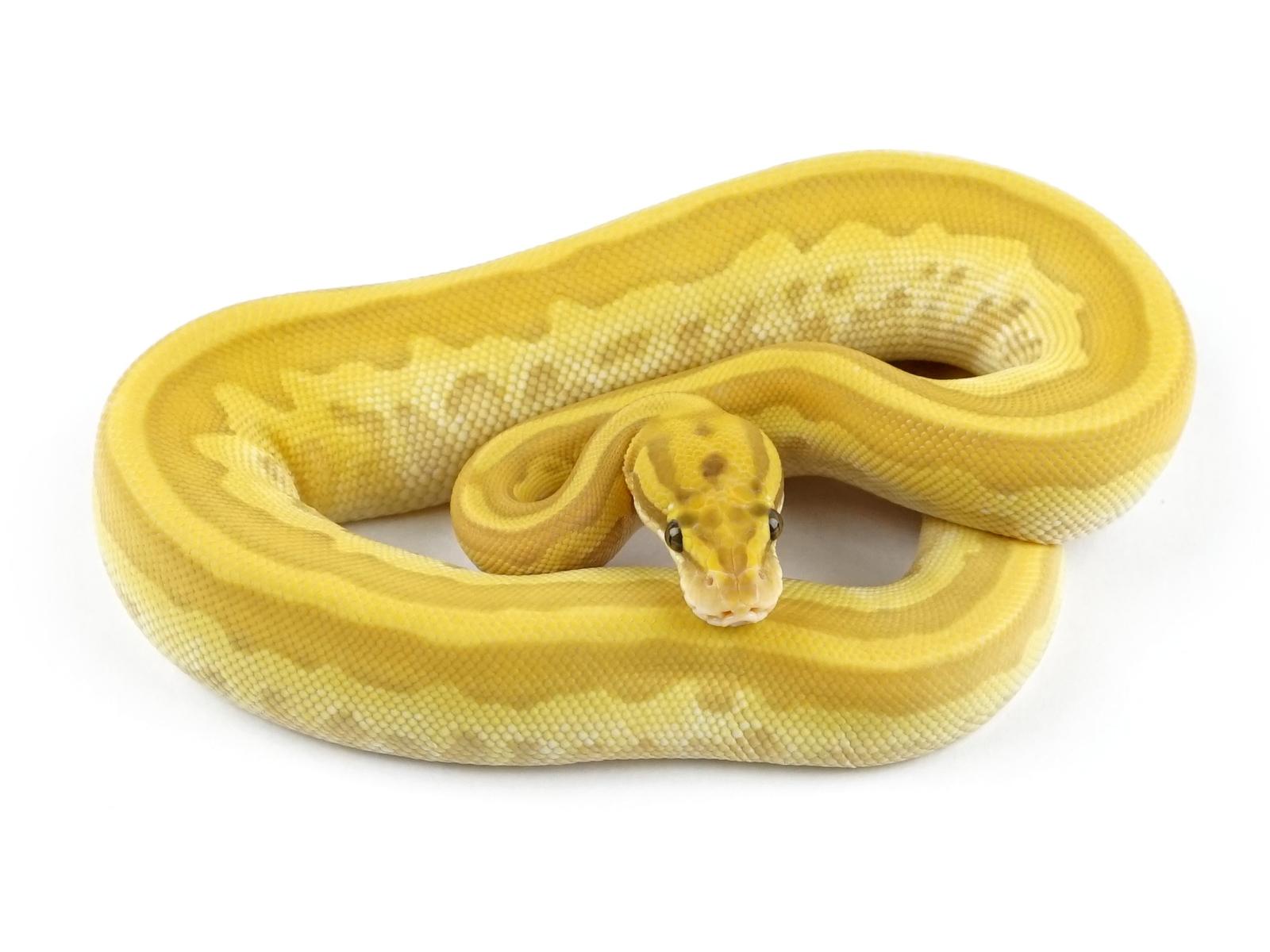 Banana Leopard Lesser Pastel