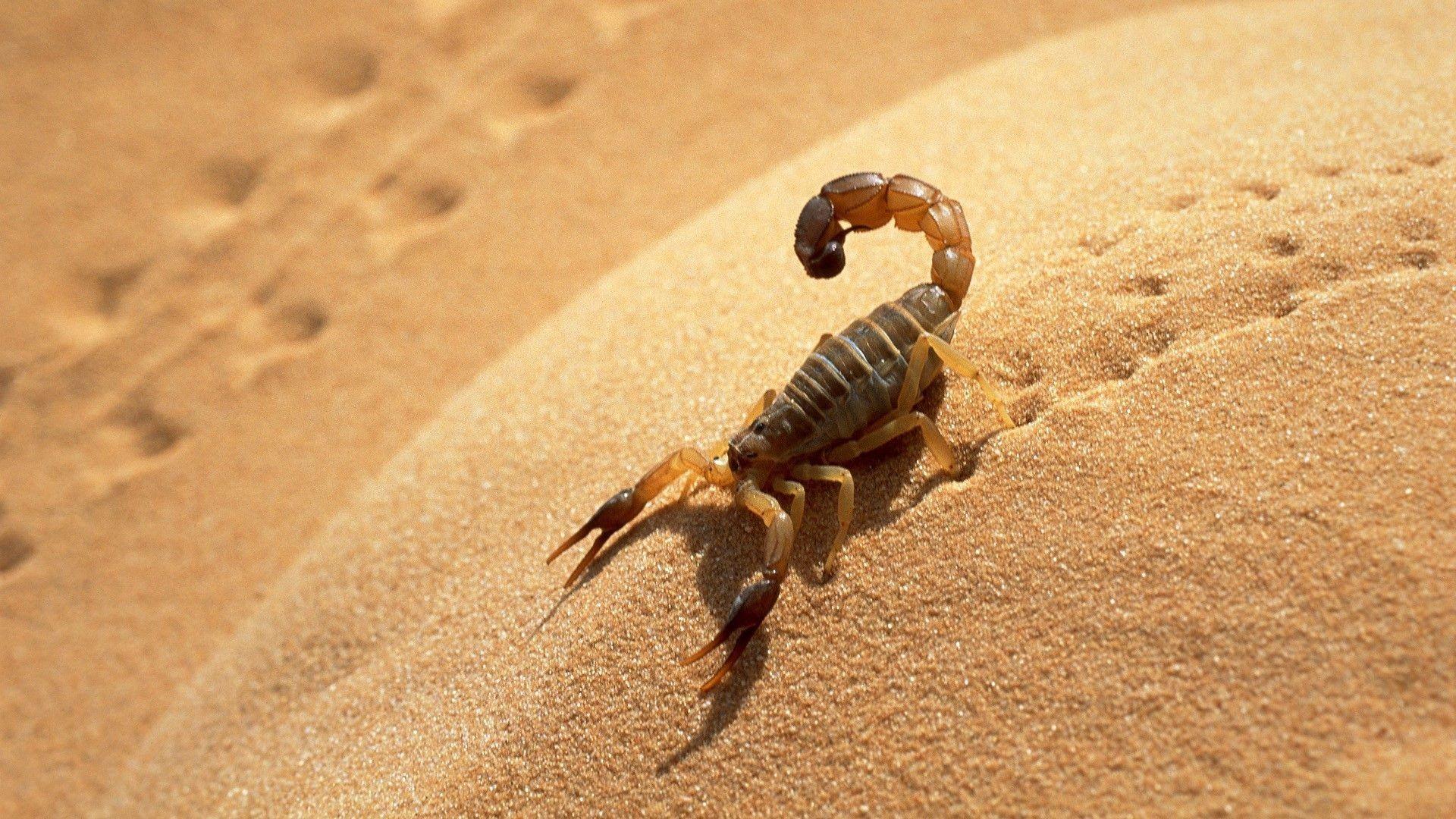 Scorpion HD Desktop Wallpaper