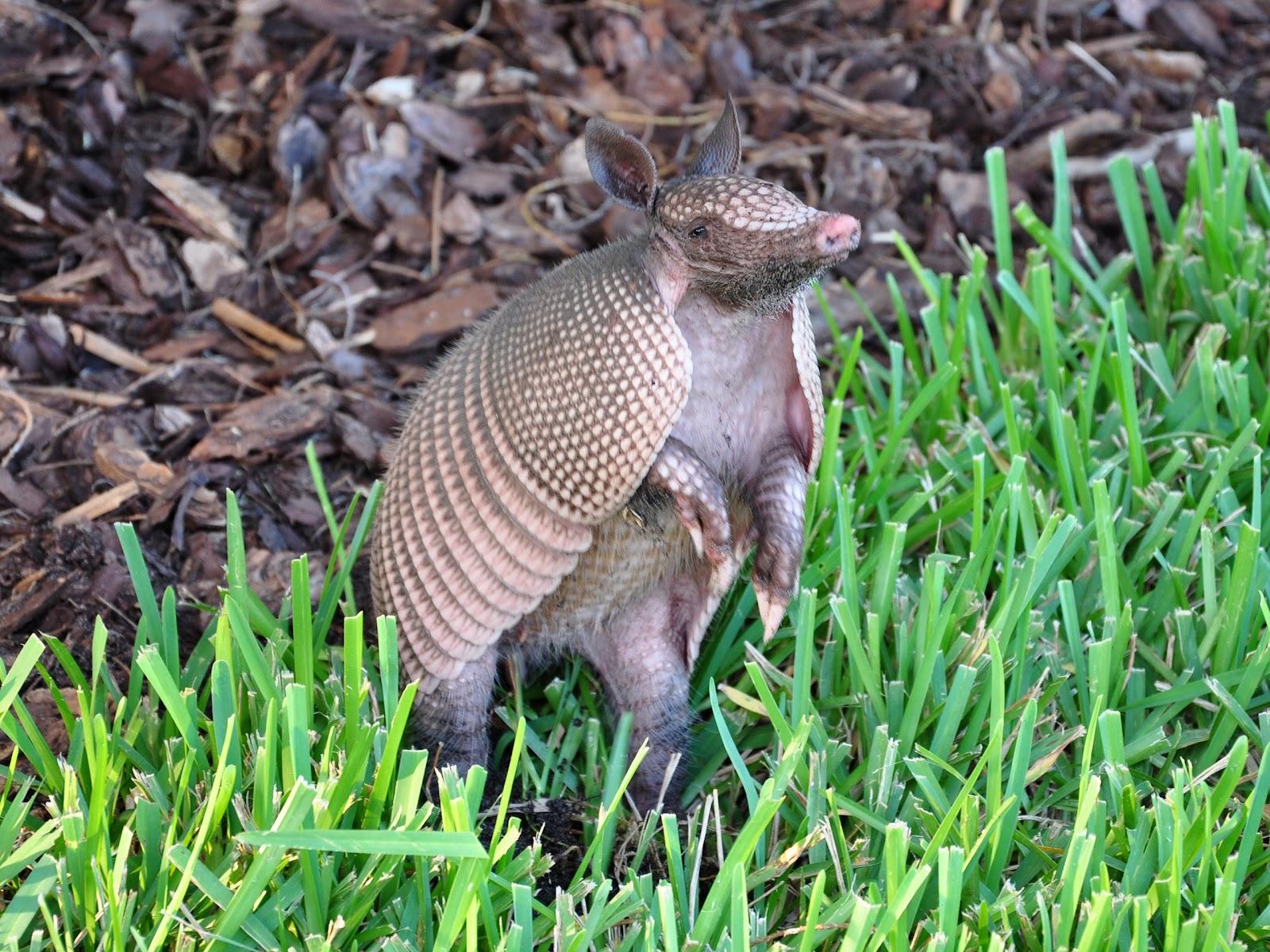 Armadillo Wallpaper Cute and Docile