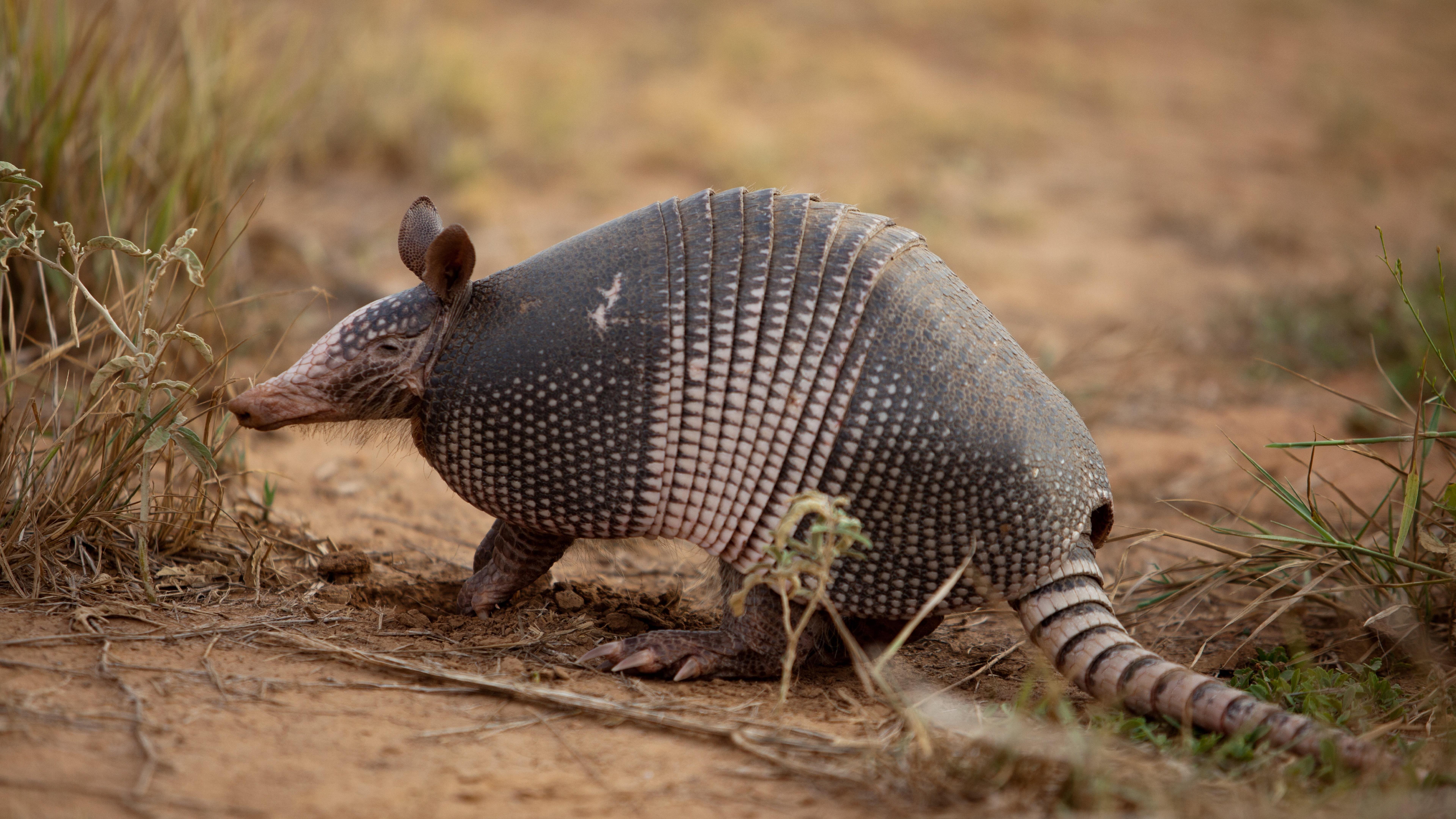 Armadillo Wallpaper 8K Ultra HD Wallpaper