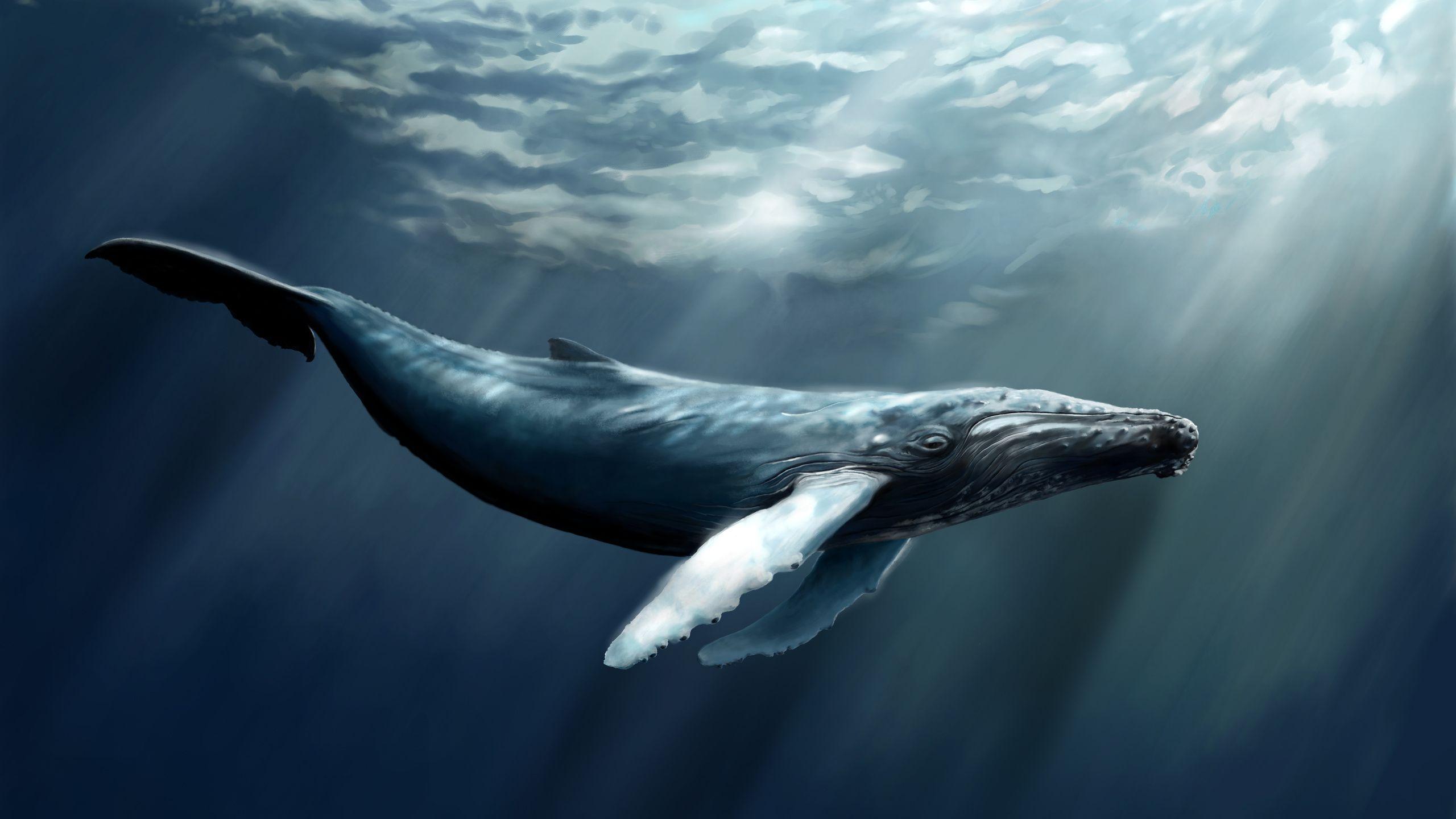 humpback whale desktop wallpaper. Whale facts for kids