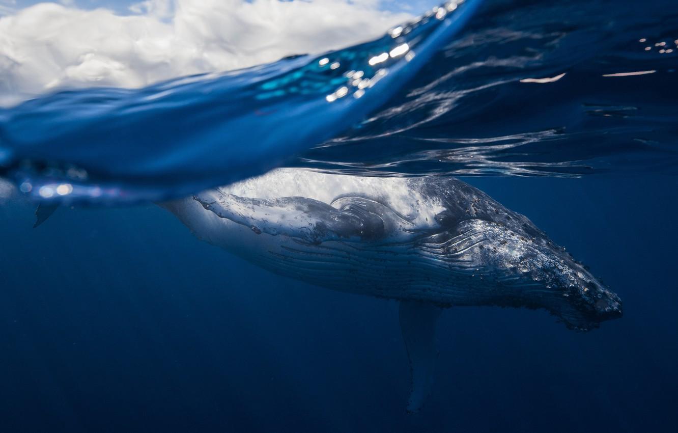 Wallpaper sea, the ocean, mammal, humpback whale image