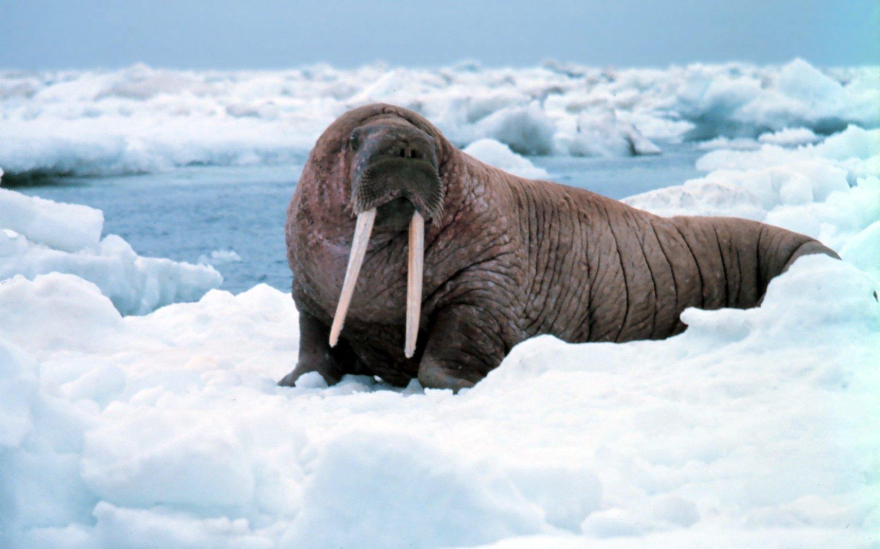 Walrus HD Wallpaper and Background Image