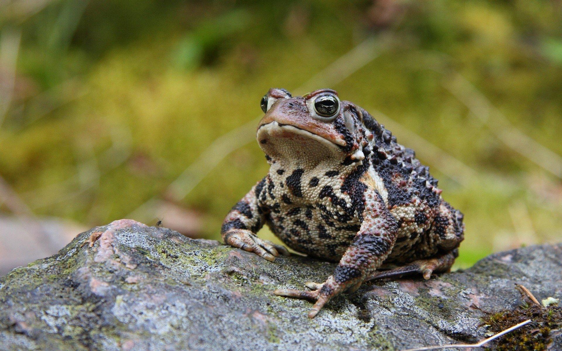 American Toad HD Wallpaper