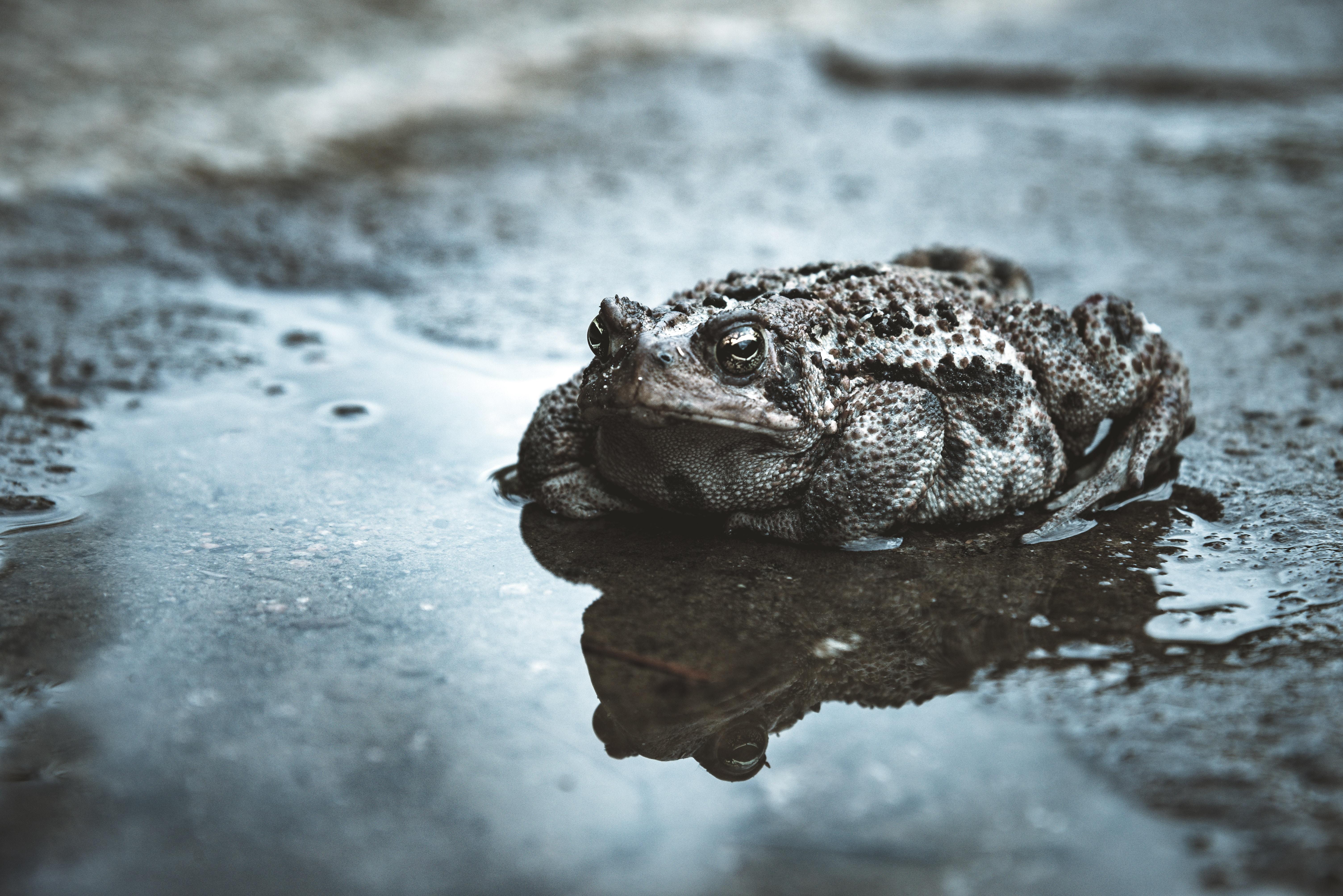 Toads Picture. Download Free Image