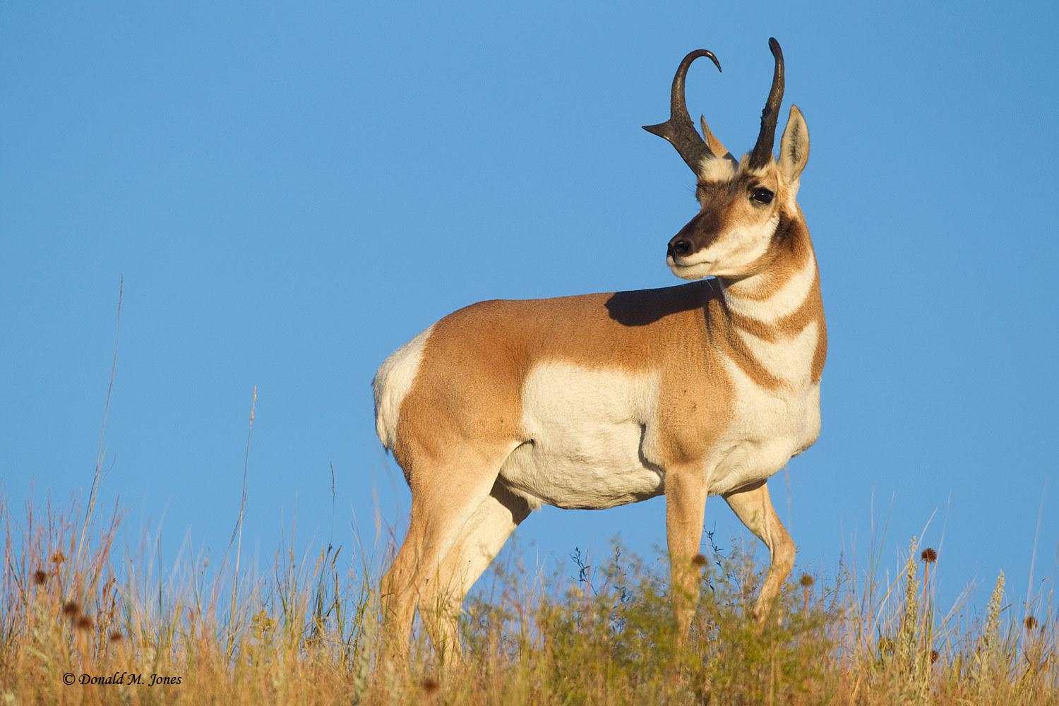 Pronghorn Wallpaper. Pronghorn