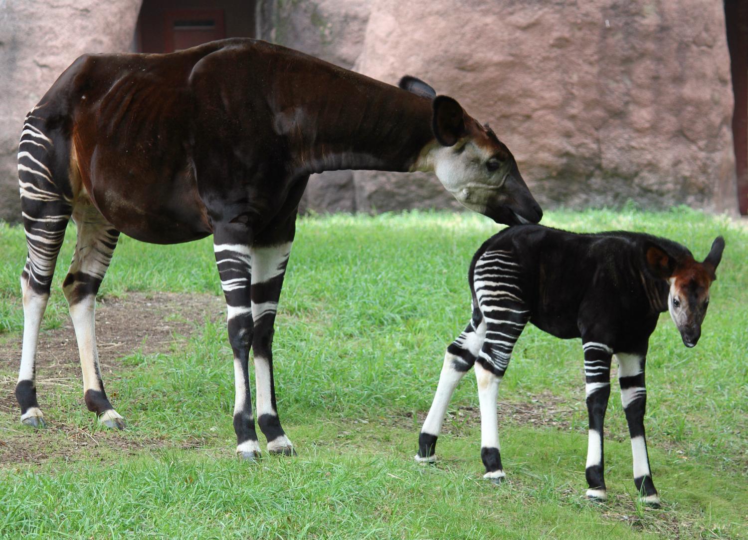 Okapi Wallpaper High Quality