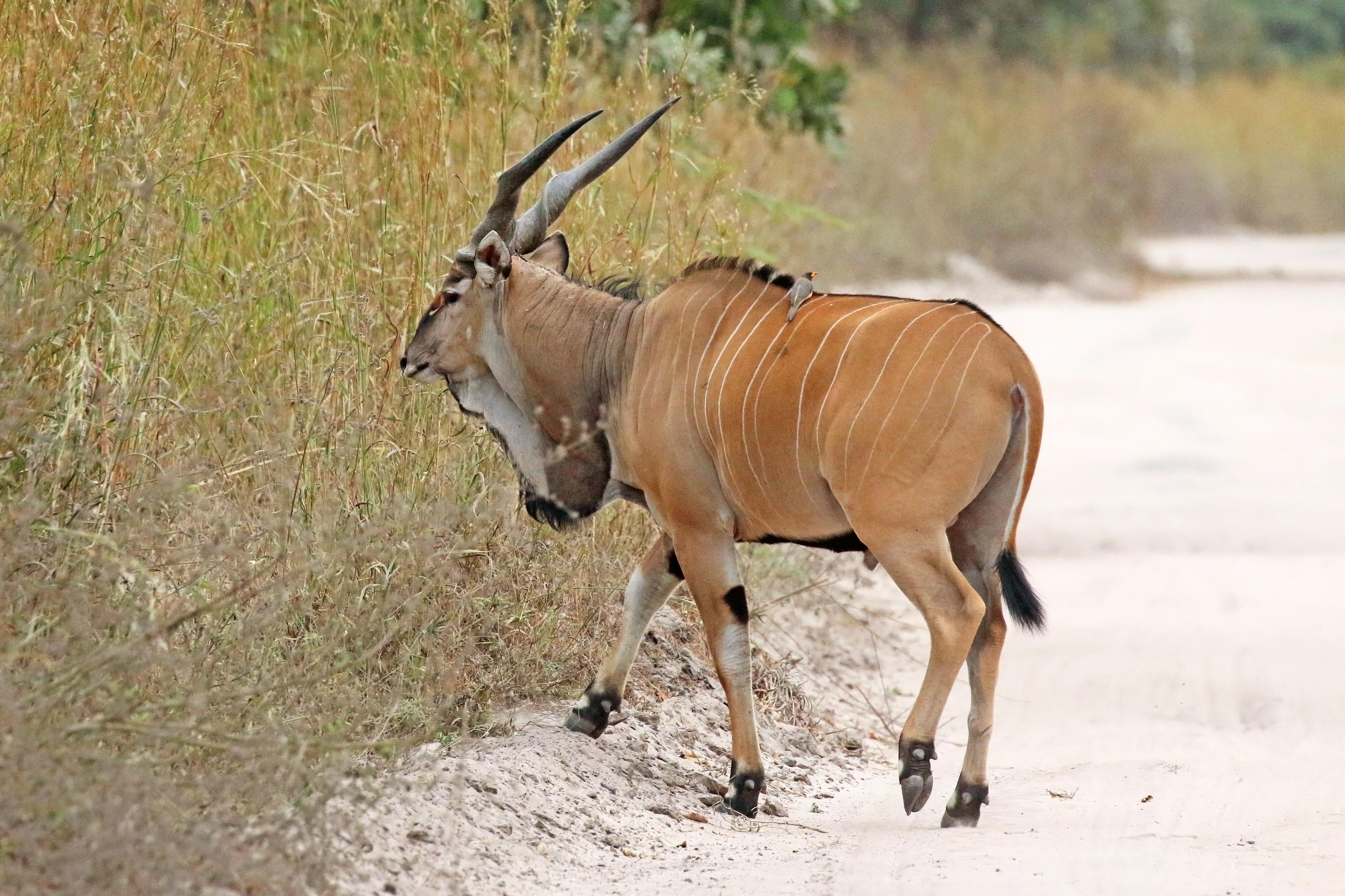 Giant eland