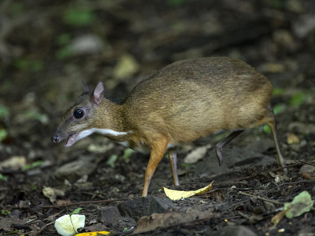 Chevrotains (Mouse Deer) _ Kaeng Krachan