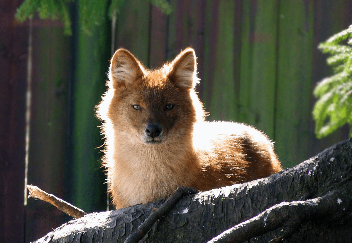 Dhole Wallpaper. Dhole Wallpaper