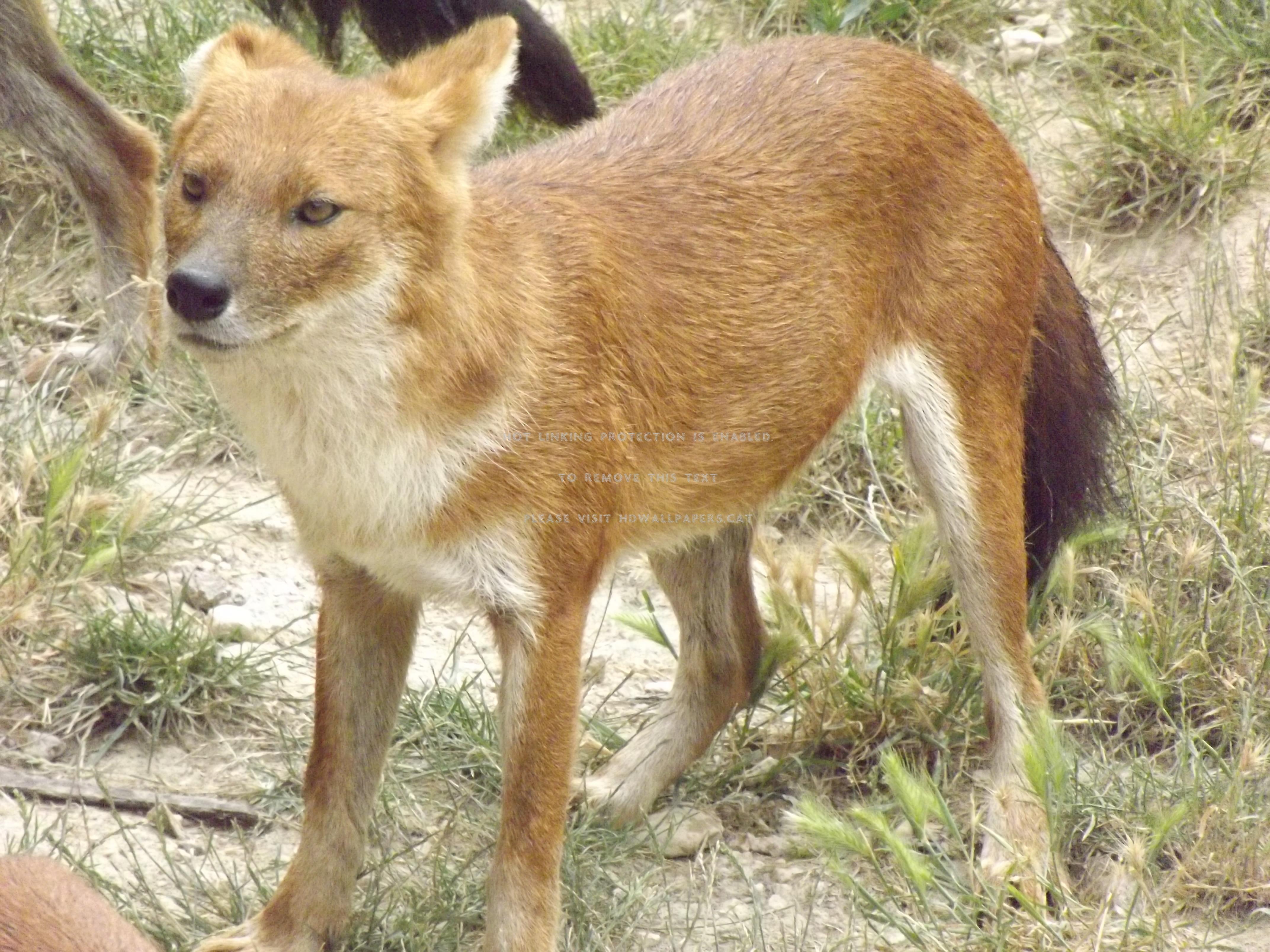 Dhole Wallpaper. Dhole Wallpaper