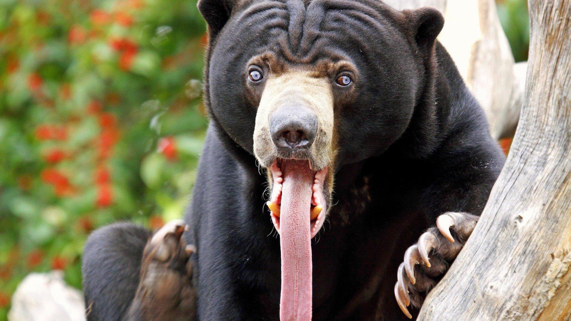 Sun Bear HD Wallpaper and Background Image