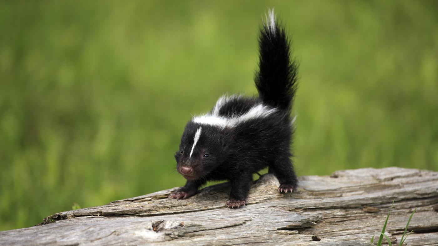 Skunk Wallpaper