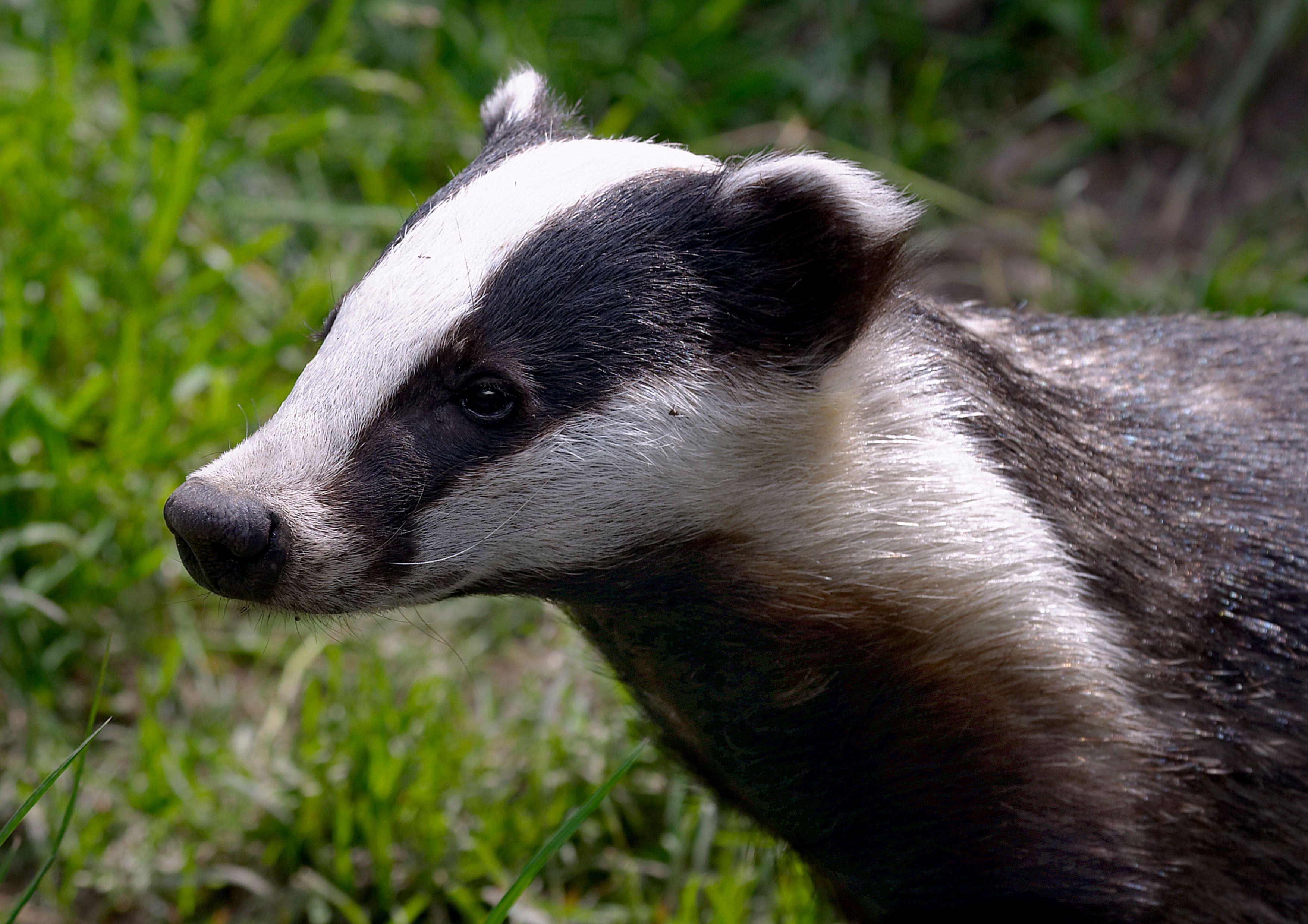 badgers, we don't need your stinking badgers. Badgers