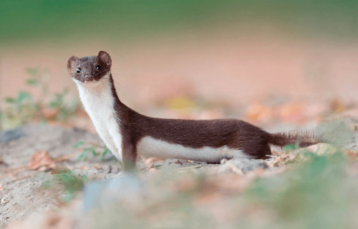 Weasel HD Wallpaperwallpaper.net