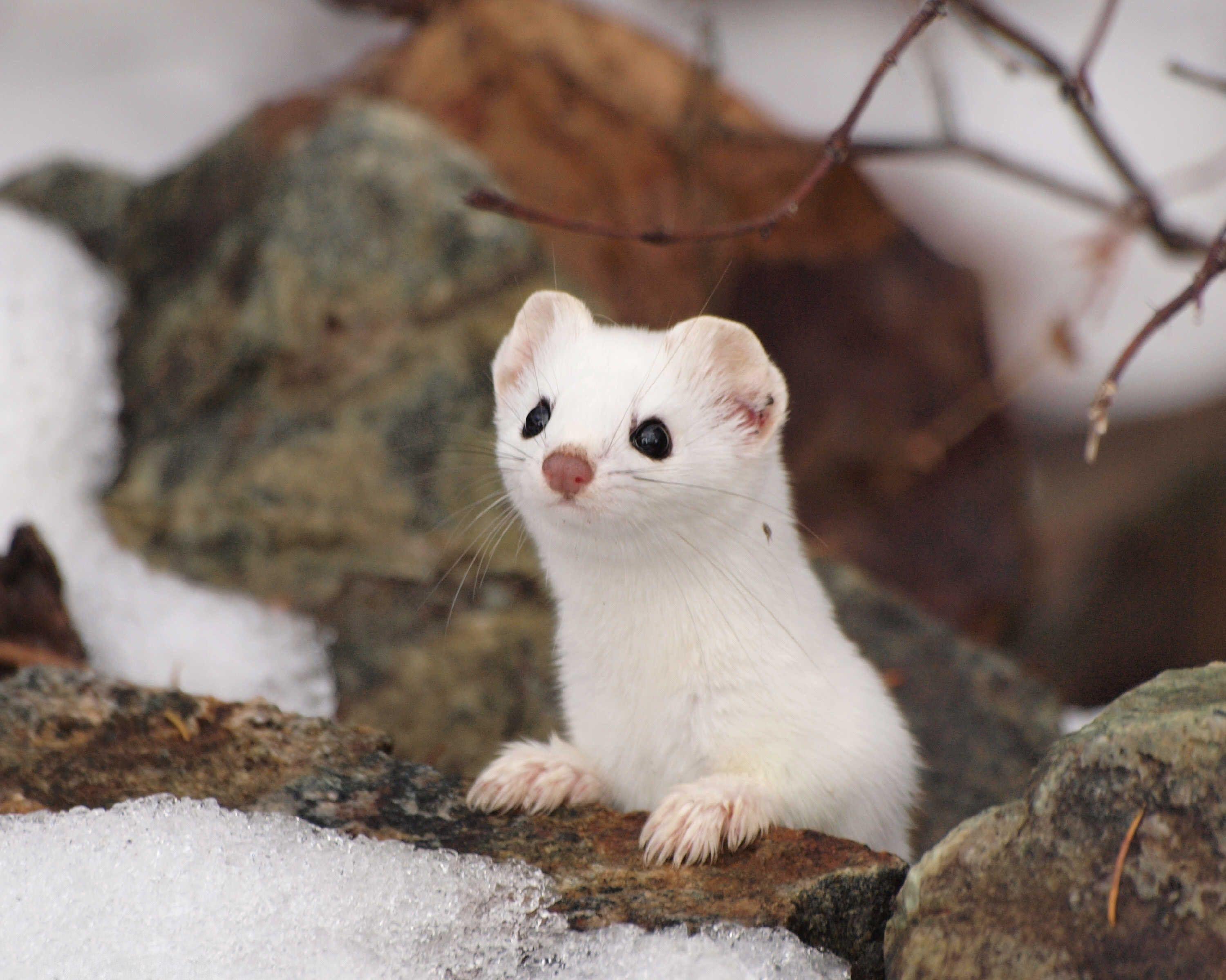 Stoat Wallpaper