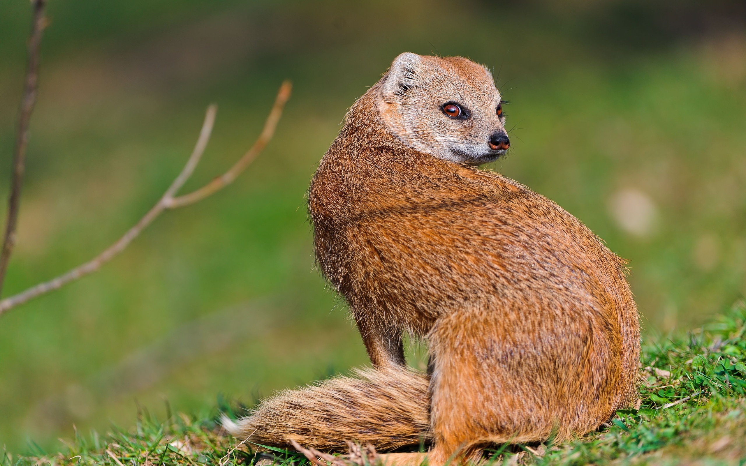 Mongoose Wallpaper. Mongoose