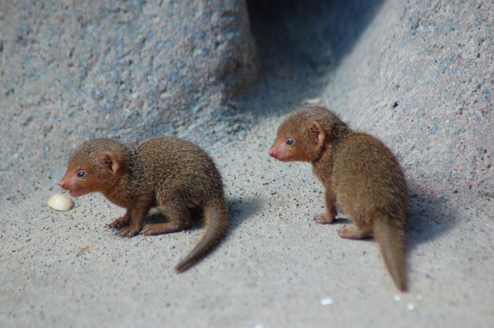 Mongoose Wallpaper. Mongoose