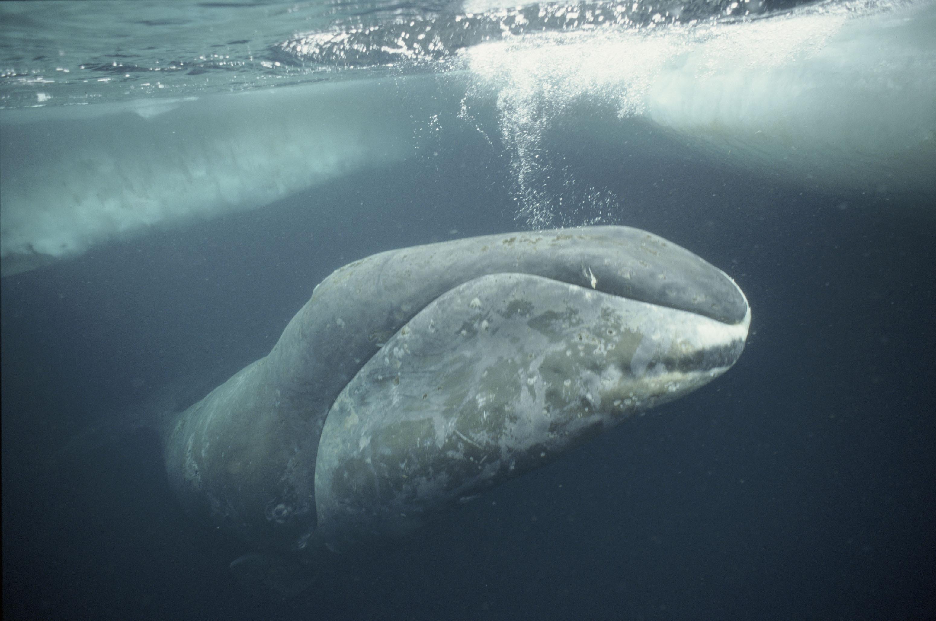 Bowhead Whale (Balaena mysticetus)