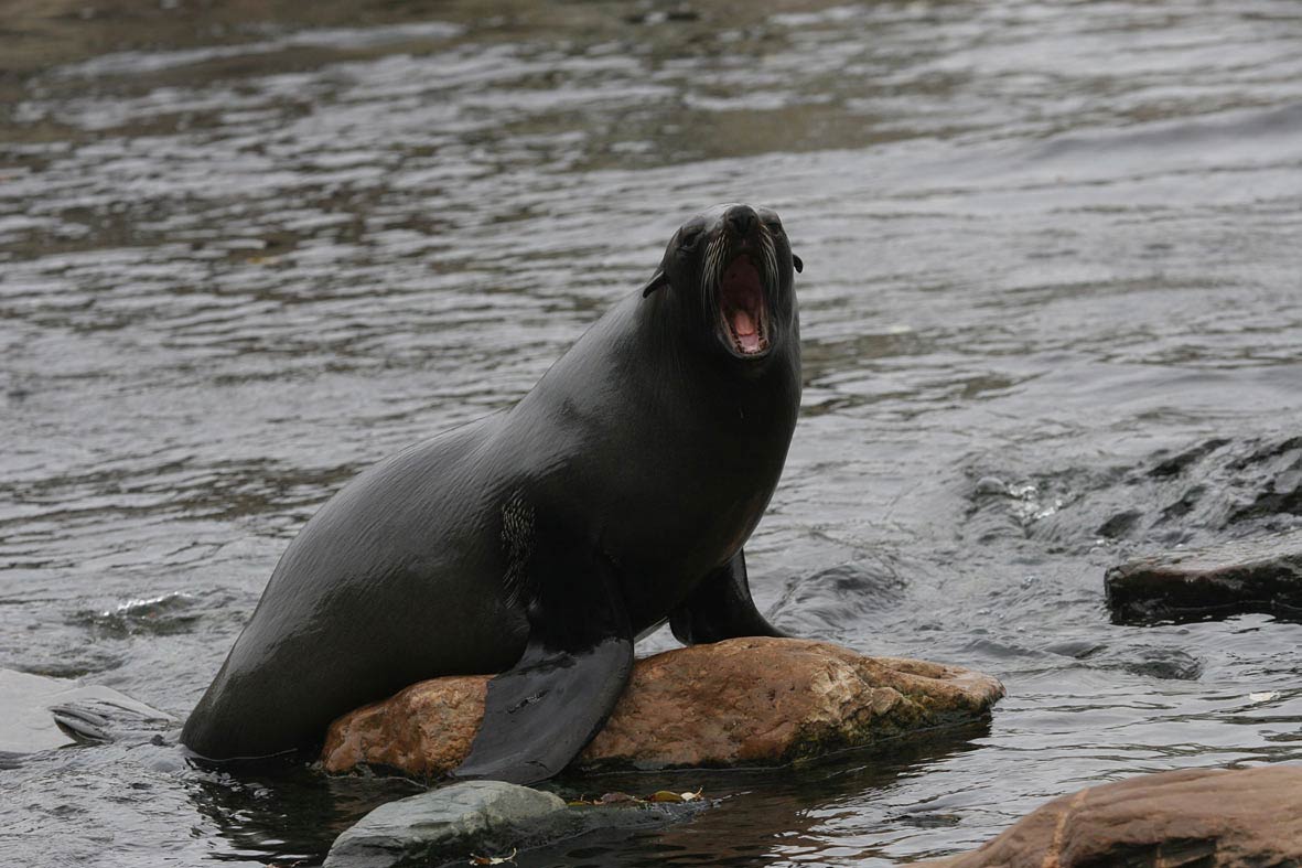 Eared Seal Wallpaper