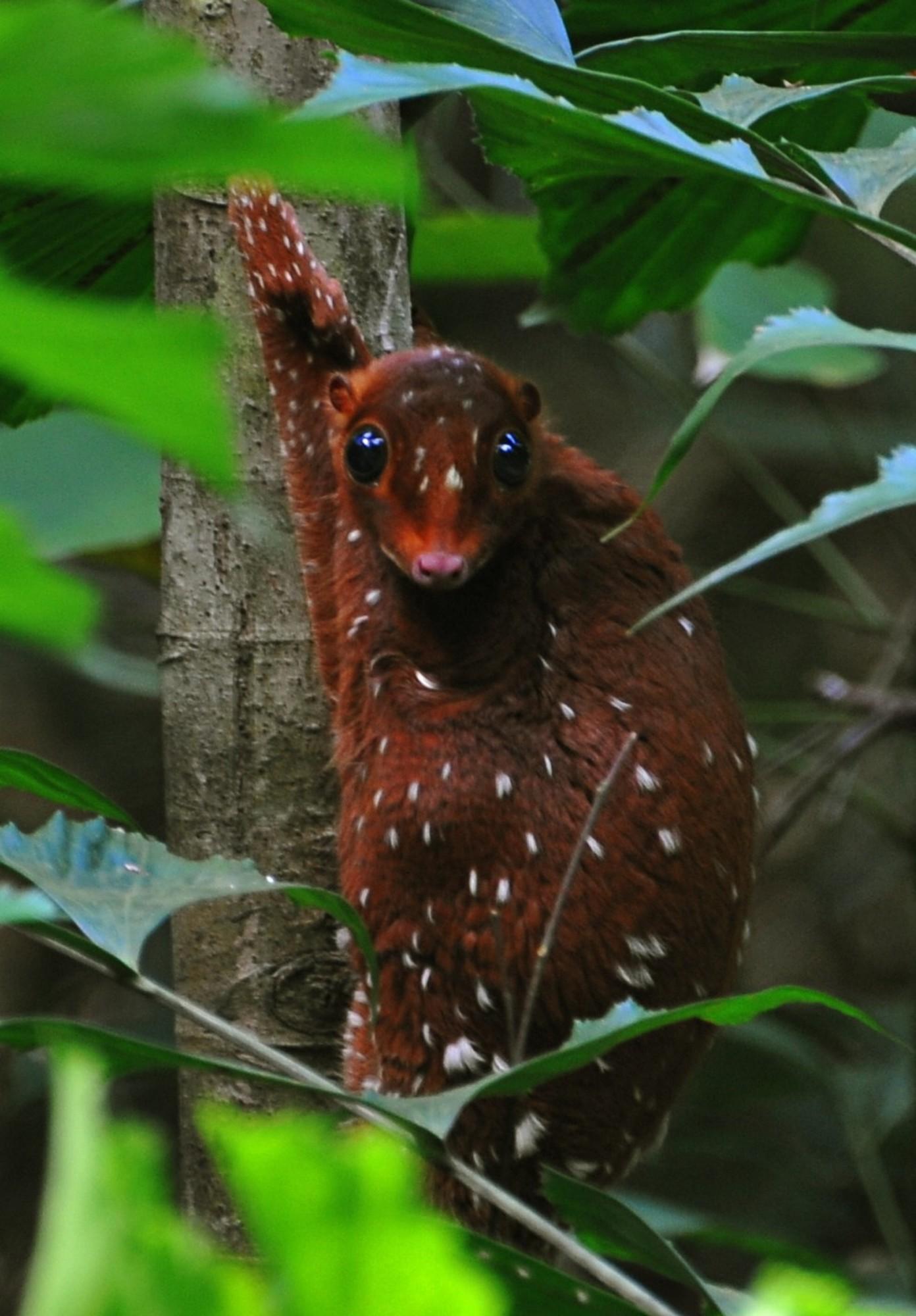 The Sunda flying lemur is not a lemur and does not fly. It's