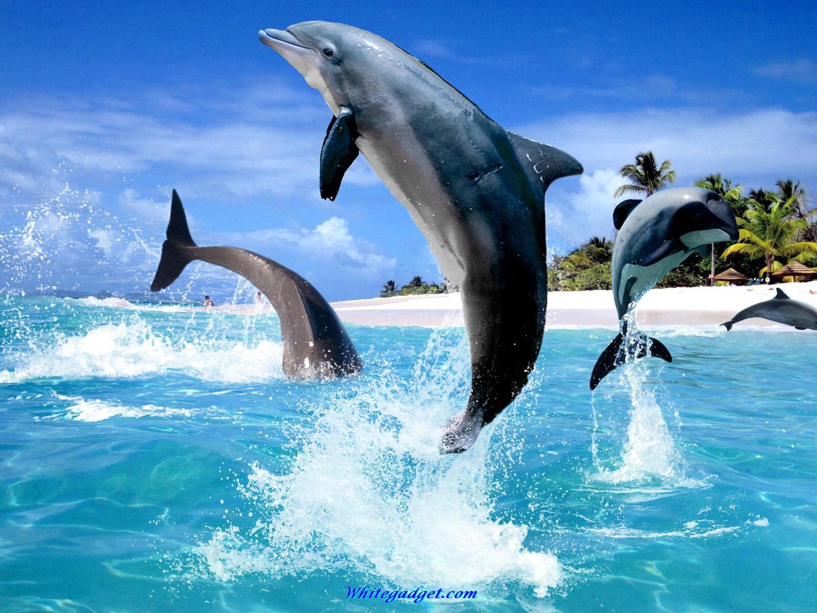 Dolphin Wallpaper