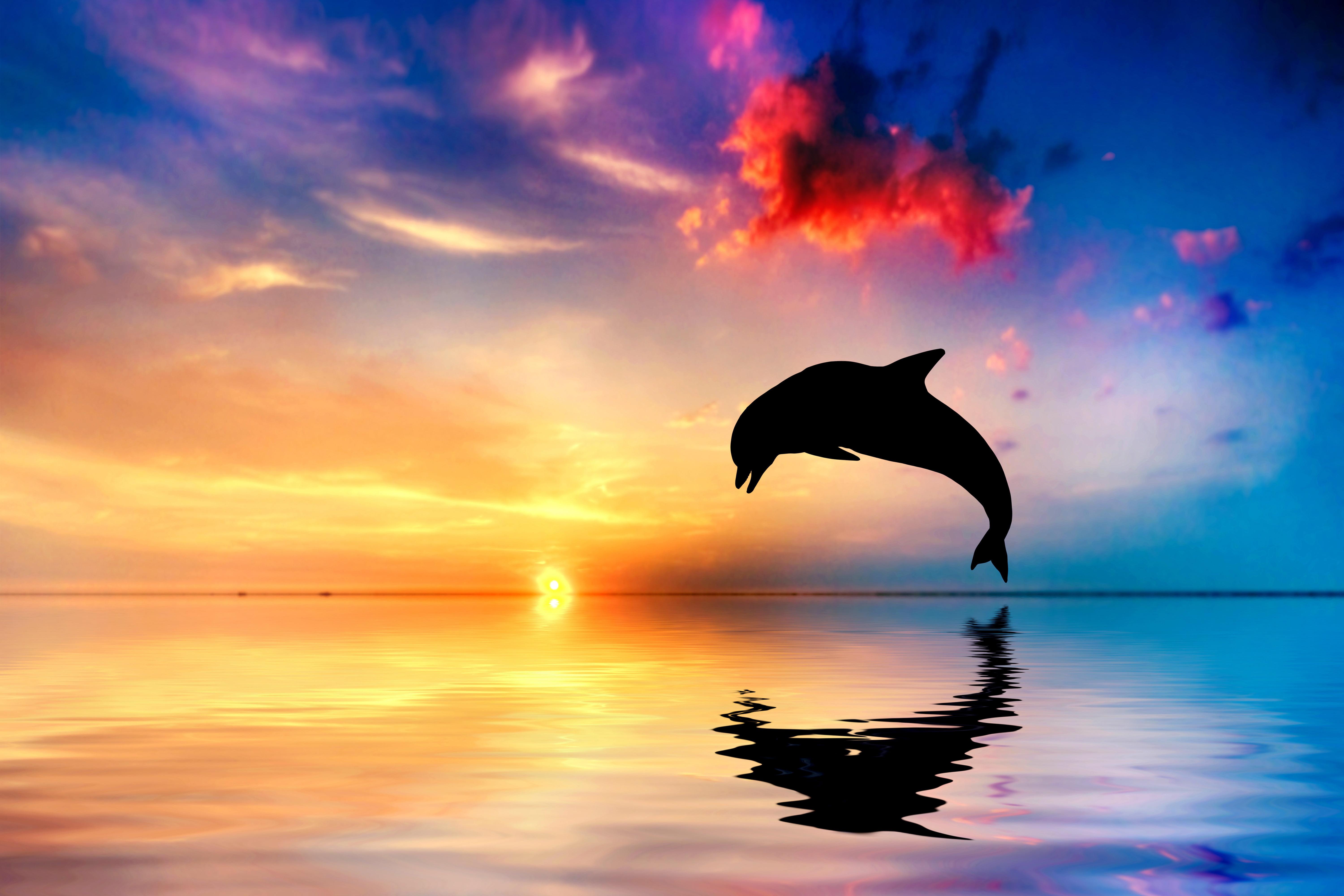 Blonde haired girl kissing dolphin on body of water HD