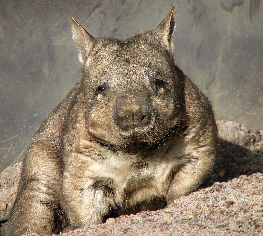 Wombats Wallpaper HD FREE for Android