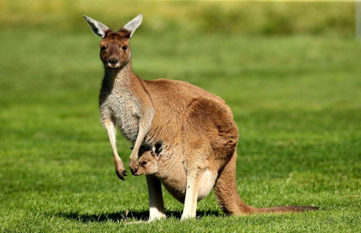 Kangaroo Latest HD Wallpaper Free Download