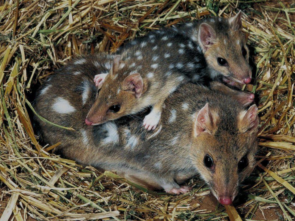 MOM AND BABY MONITO DEL MONTE Colocolo colocolo opossum