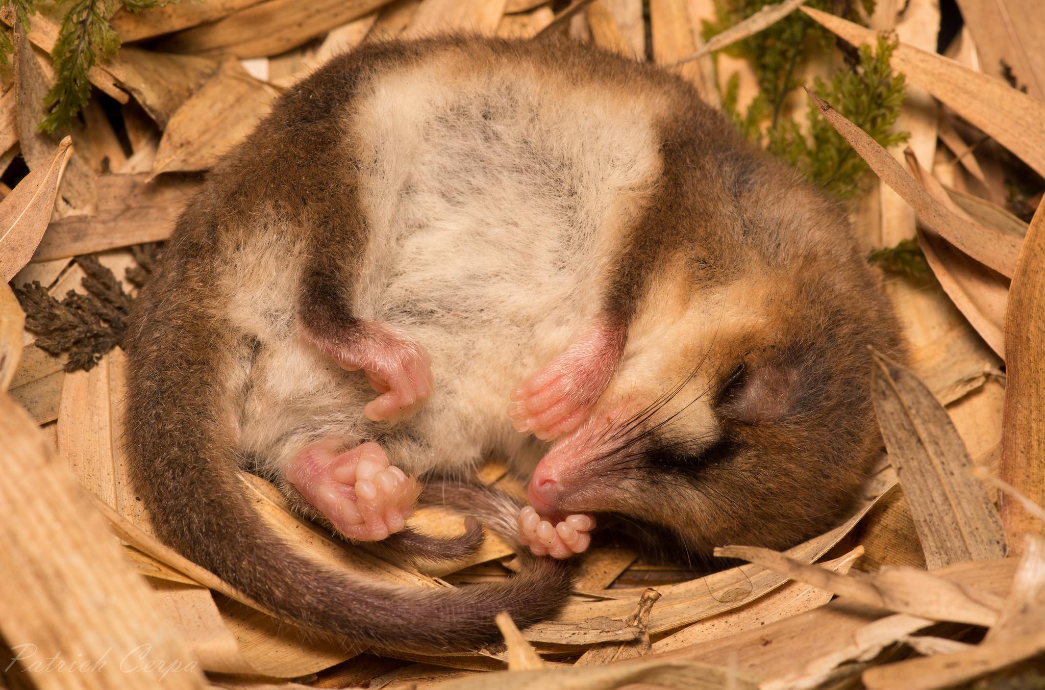 Marsupials (Infraclass Marsupialia) · iNaturalist.ca