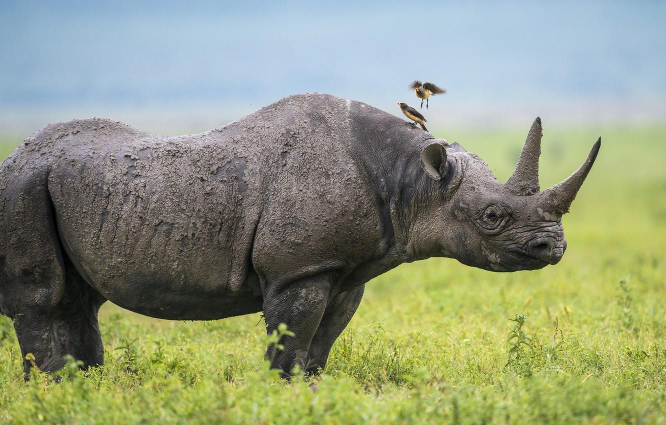 Wallpaper birds, Africa, Rhino image for desktop, section