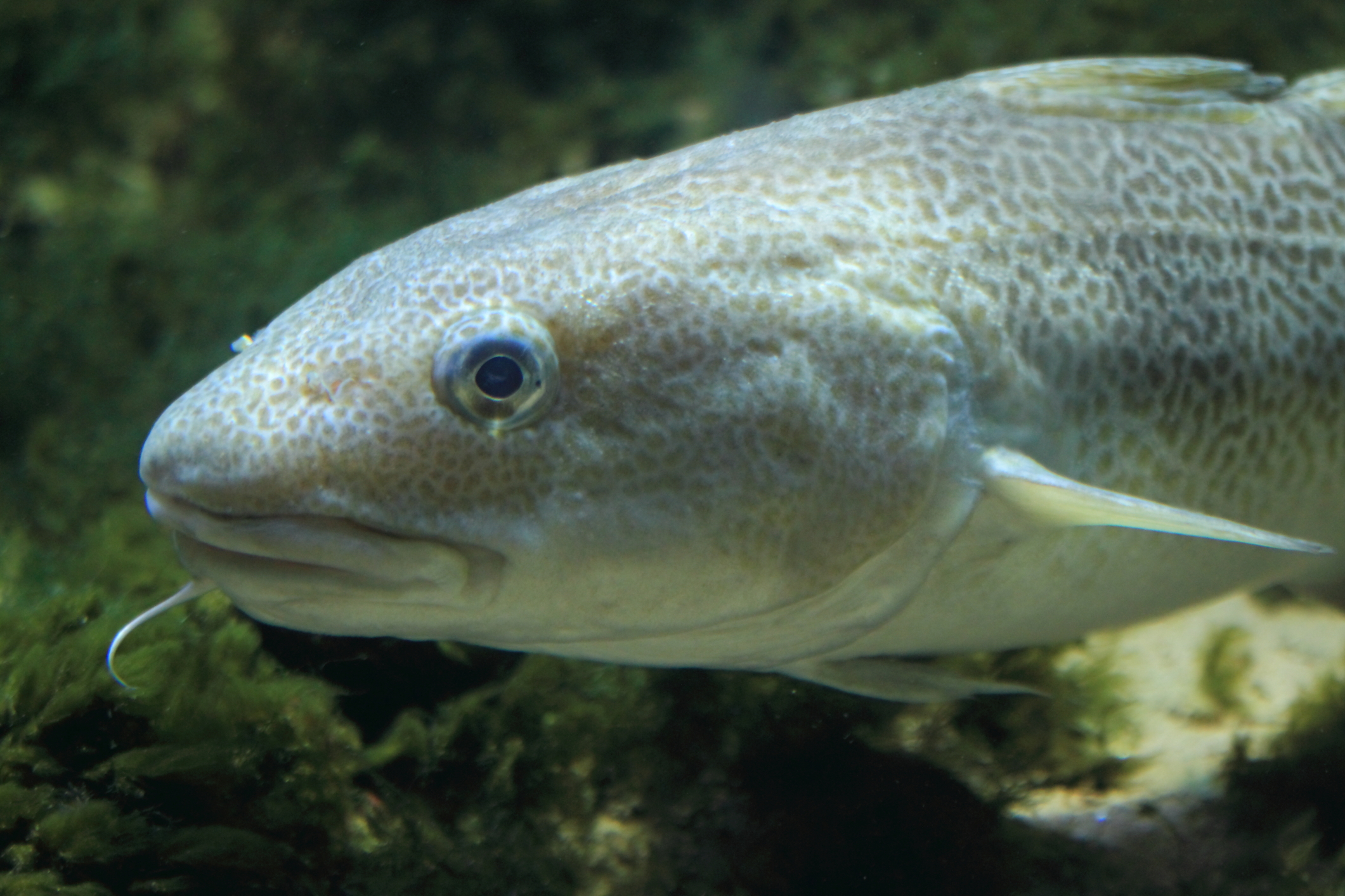 Atlantic cod photo and wallpaper. Cute Atlantic cod picture