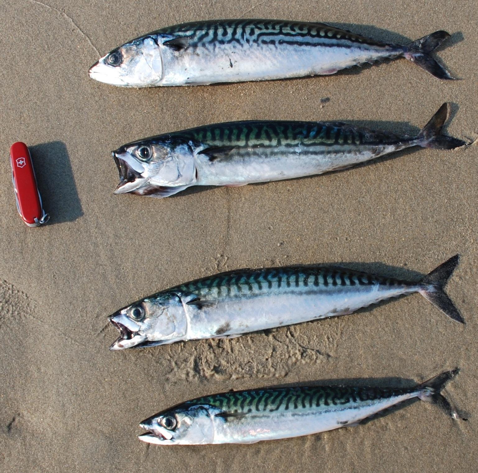 Fish of the week: Atlantic Mackerel Scomber Scombrus