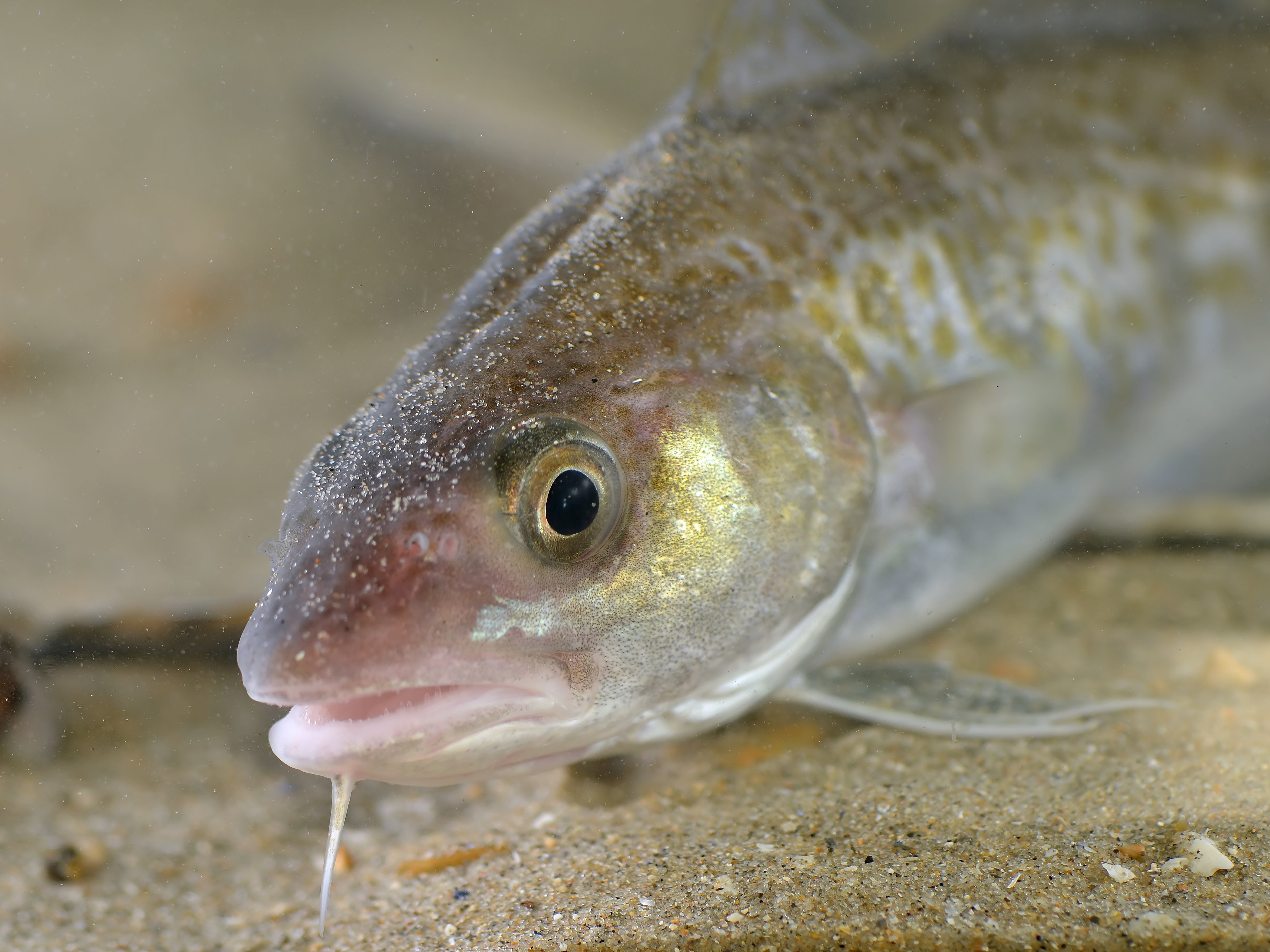 Beasts Of Iceland: The Atlantic Cod Reykjavik Grapevine