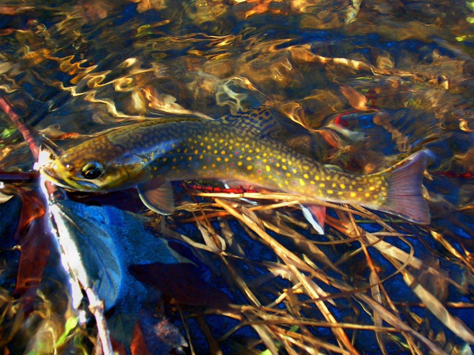 Brook Trout Wallpaper