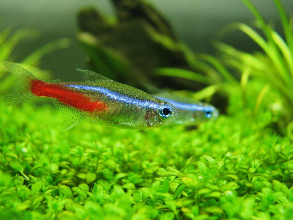 Neon Tetras in a beautiful planted tank. Neon tetra fish