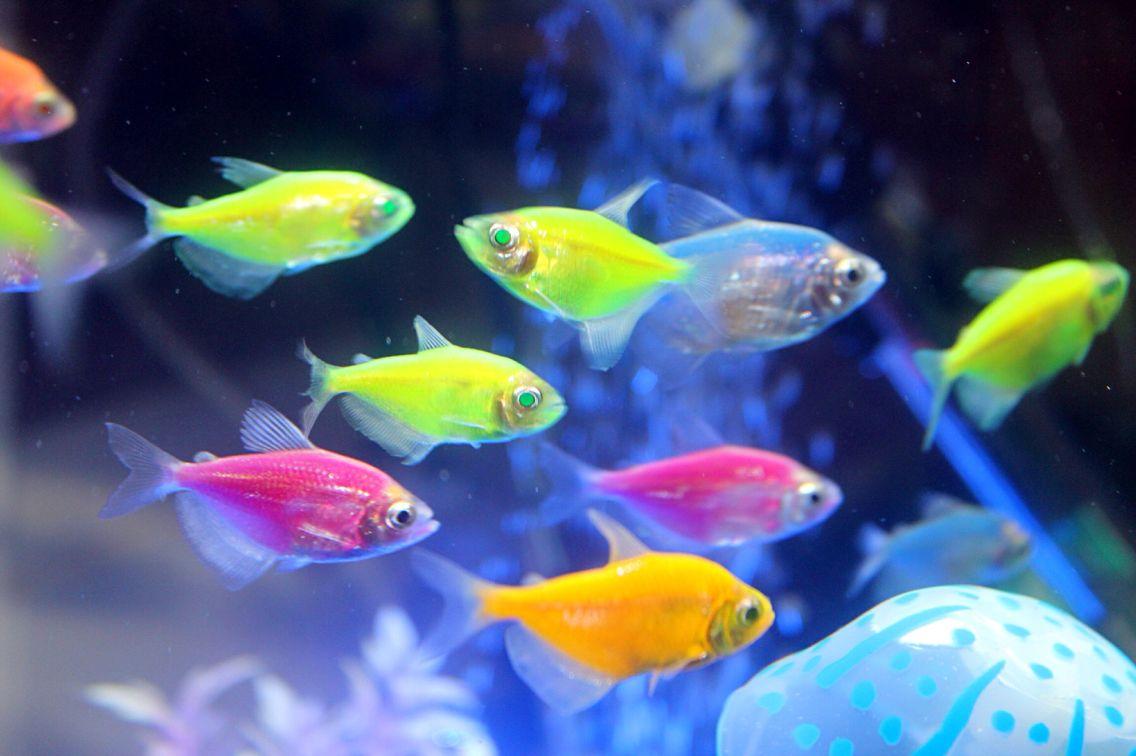 Tetra Fish Guide. Neon, Cardinal, Ember, Serpae Fish