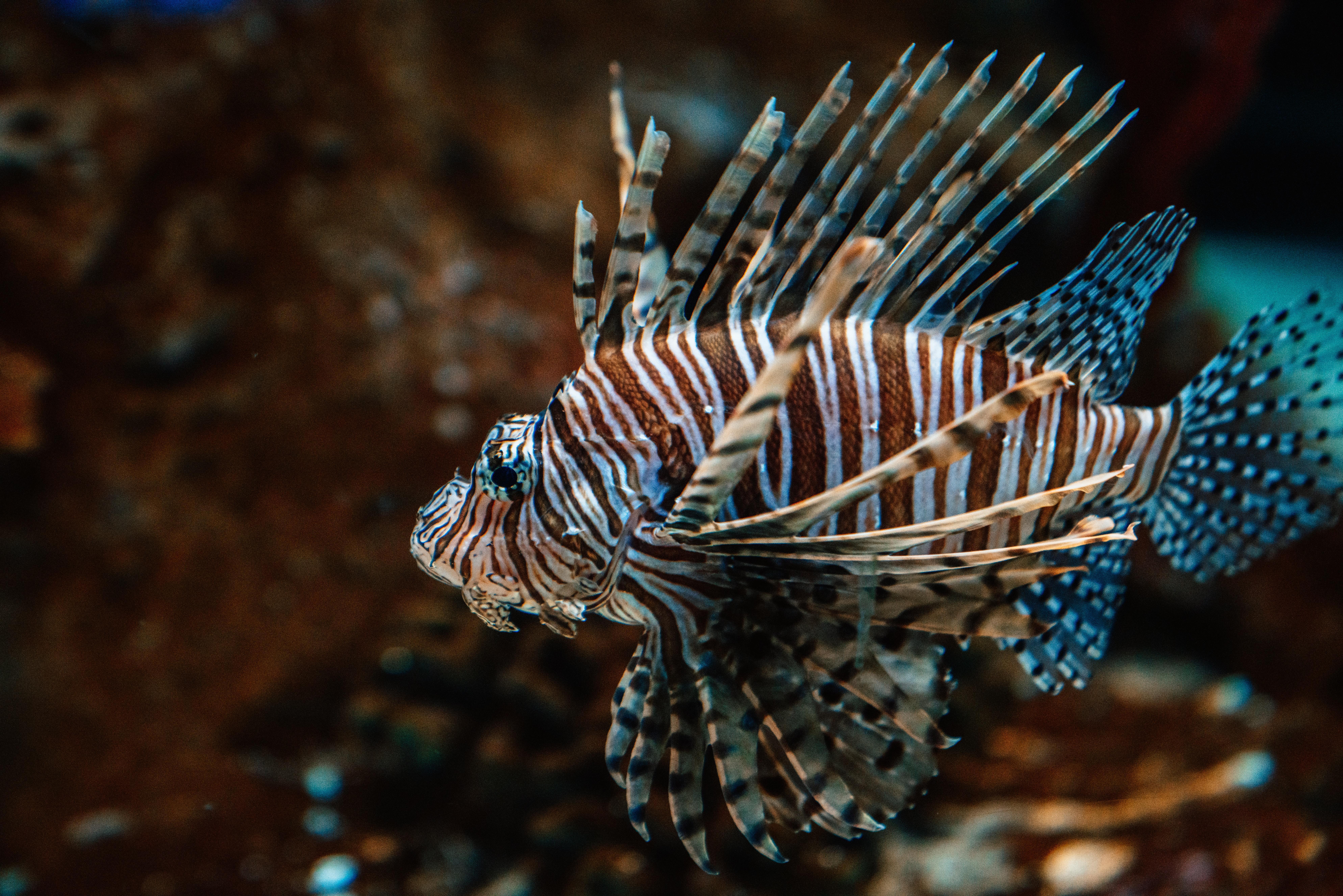 Zebrafish Picture. Download Free Image