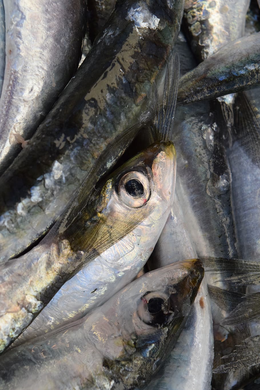 HD wallpaper: fish, sardines, european sardine, fang