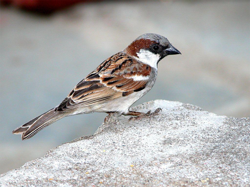 House Sparrow HD Wallpaper. House sparrow, Sparrow