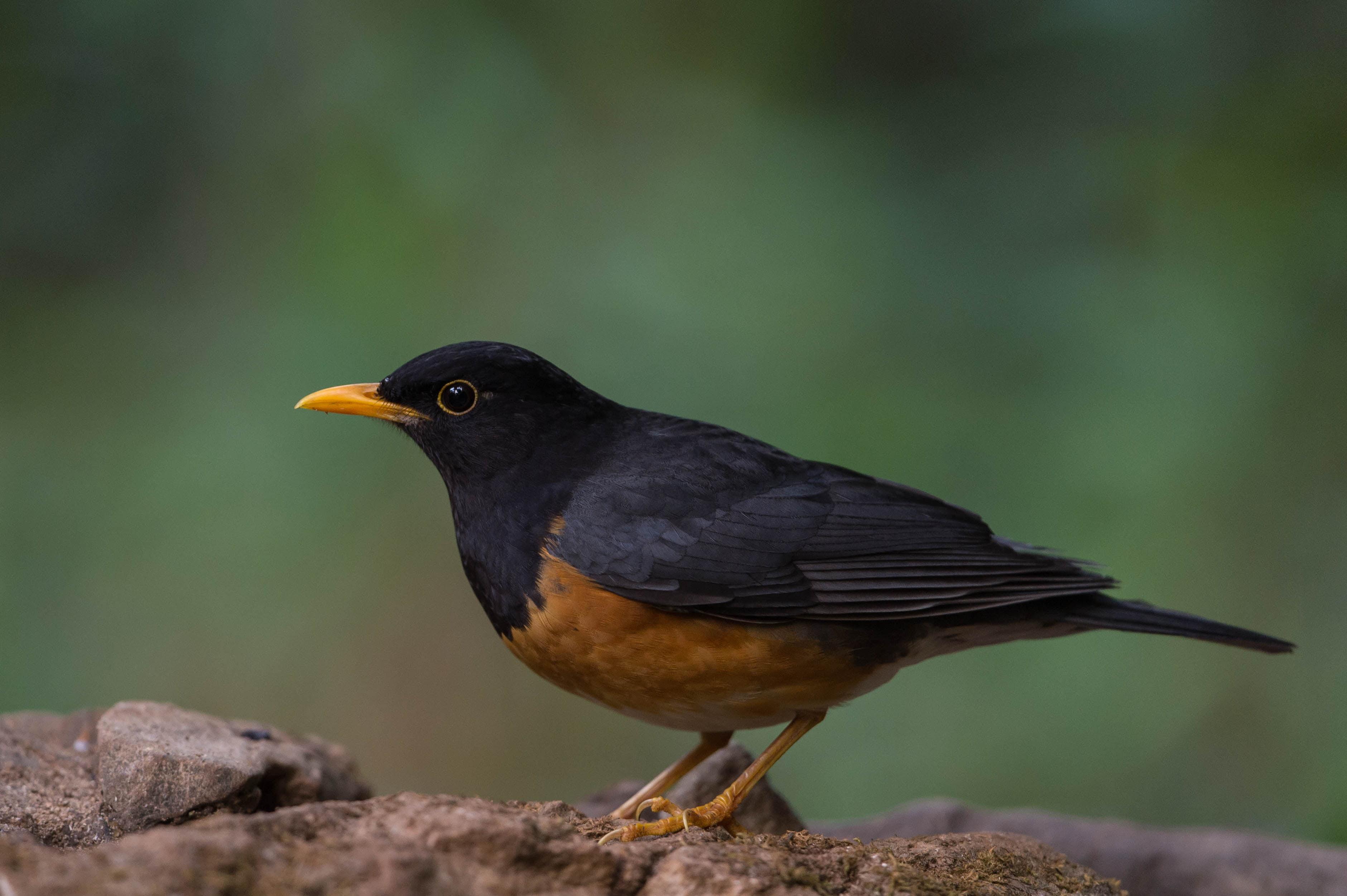 Brown and black bird, thrush HD wallpaper