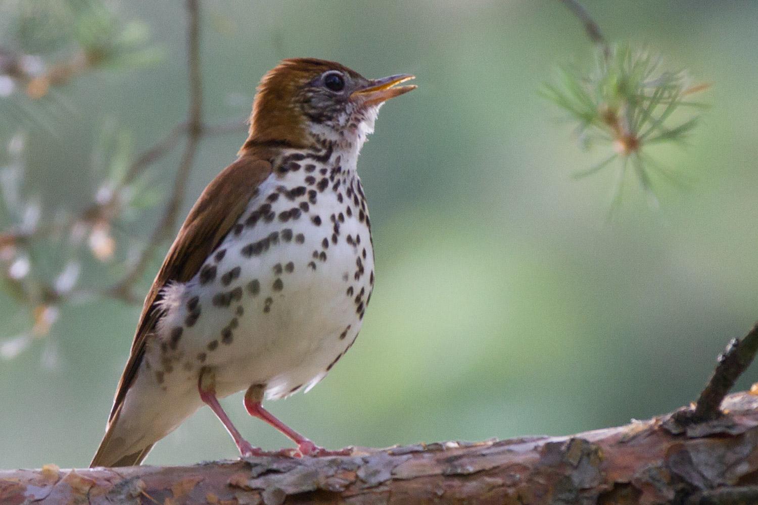 Thrush Wallpaper. Thrush Wallpaper