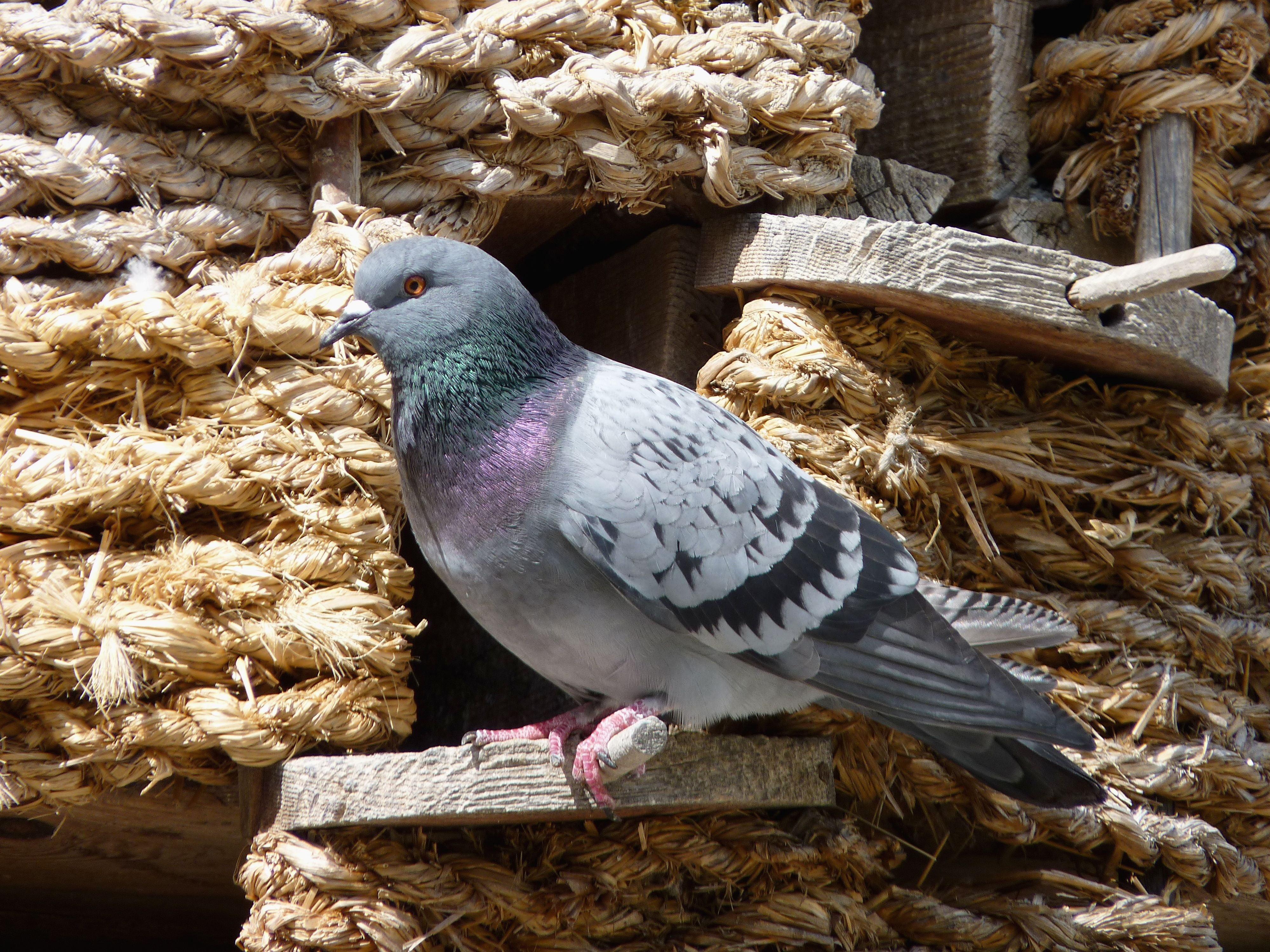 White dove spreading its wings with gold ribbon on neck 3D