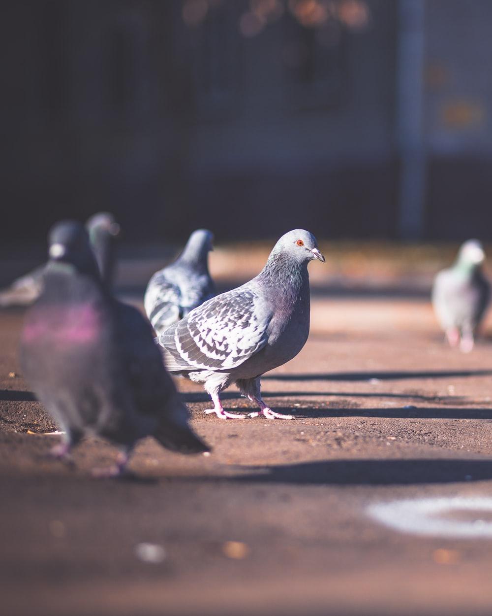Pigeons Picture. Download Free Image