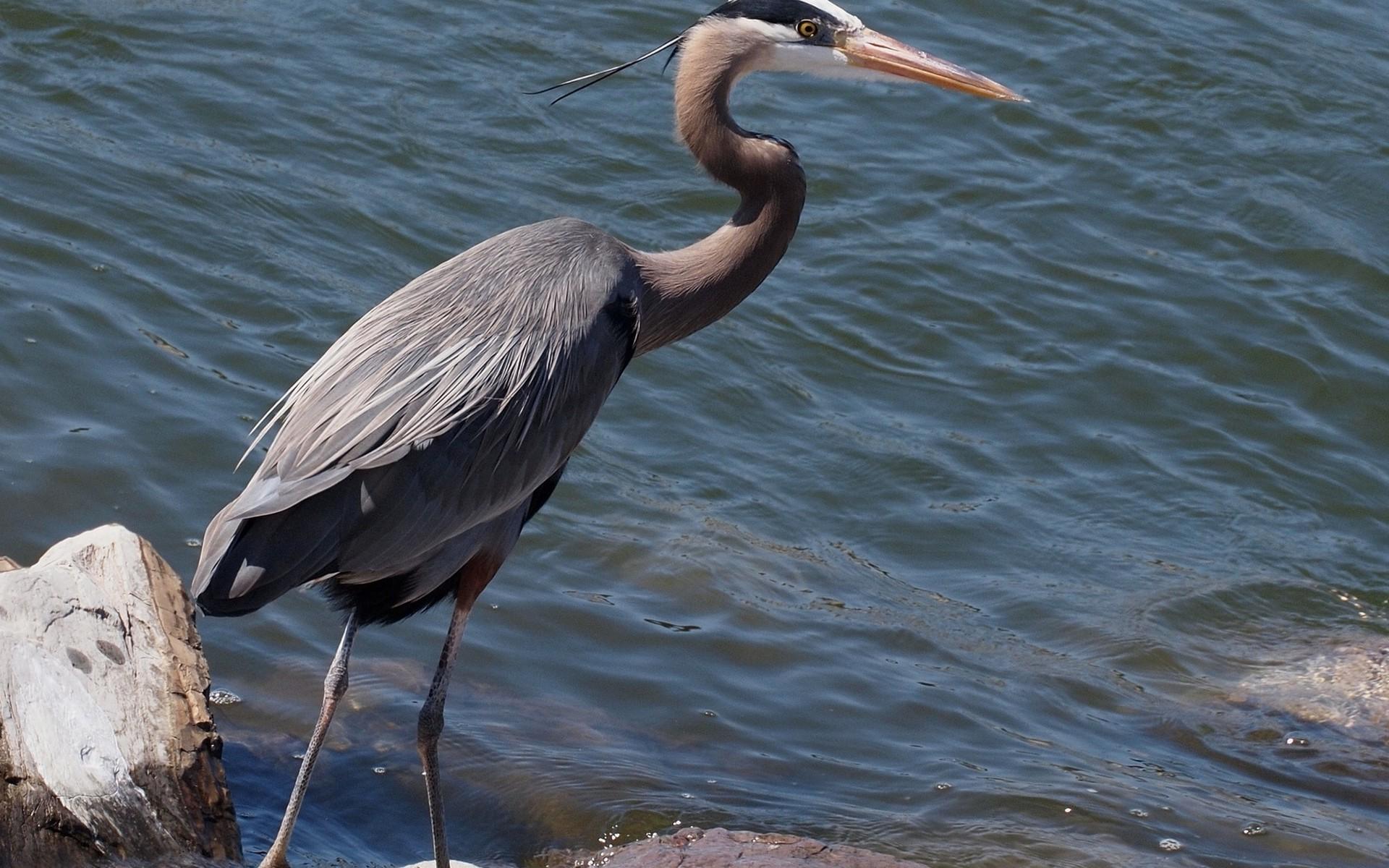 herons birds water wallpaper and background. Animal