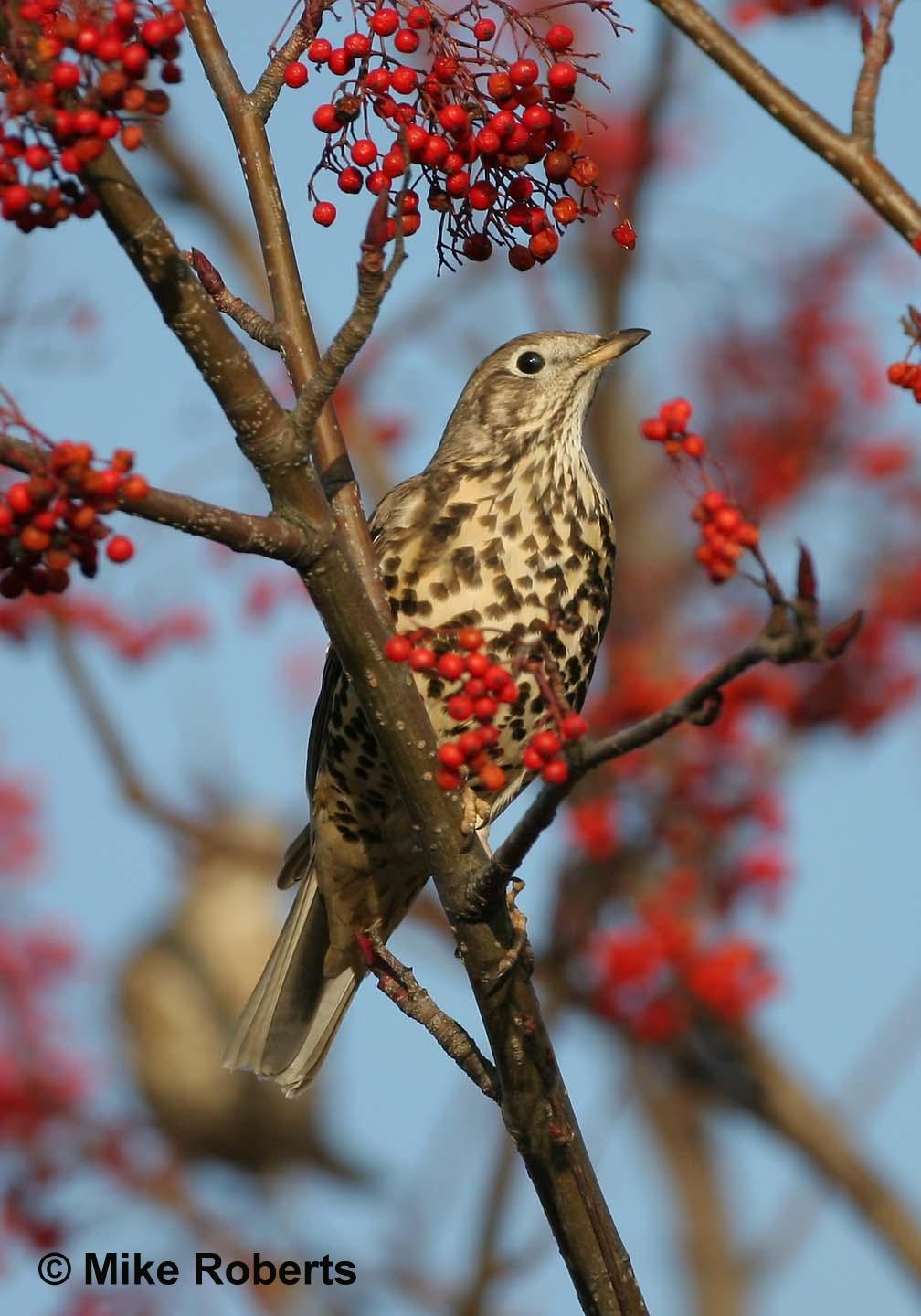 Halton: Identifying Song Thrushes)