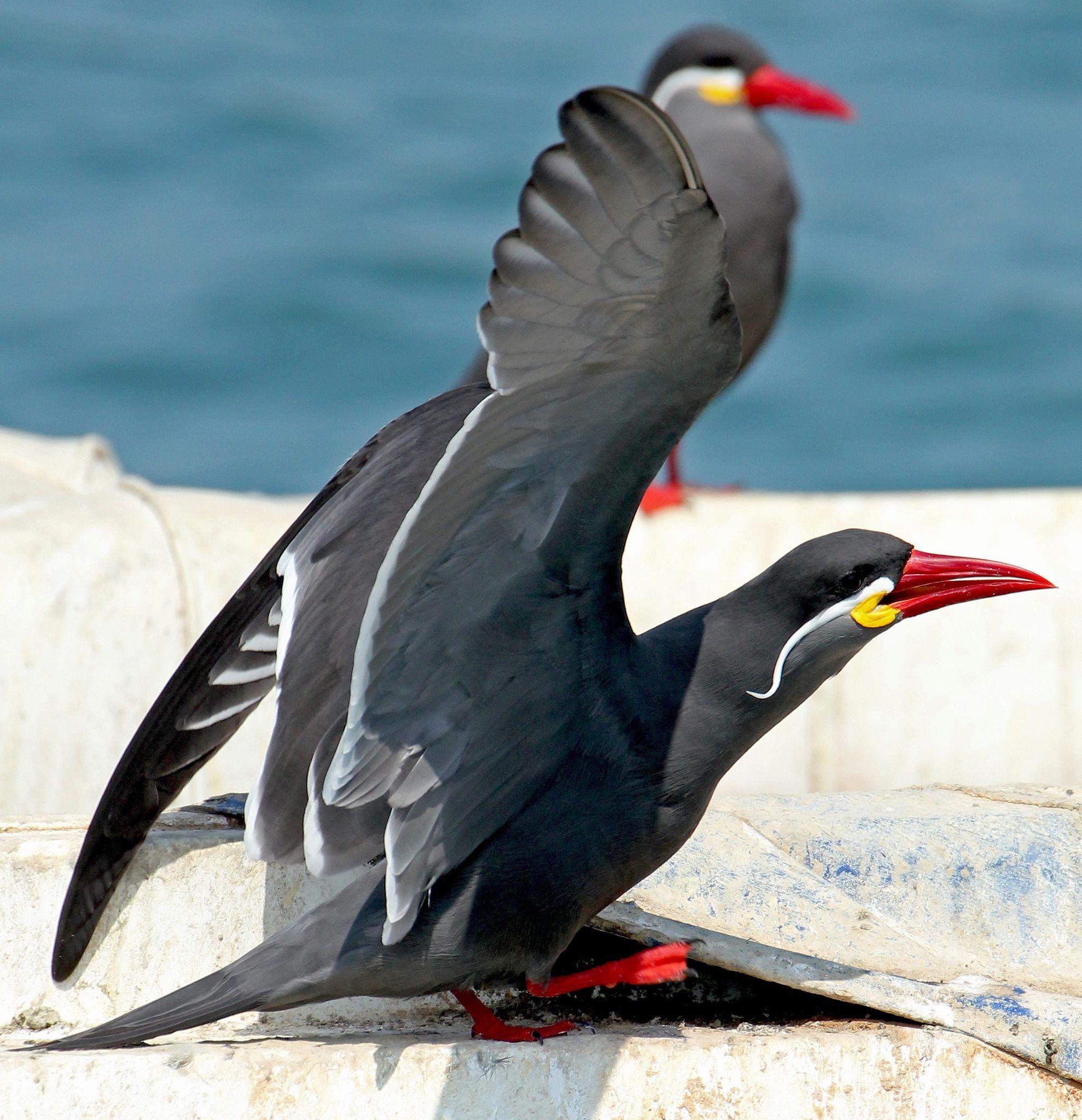 The Inca Tern (Larosterna inca) is a seabird in the family