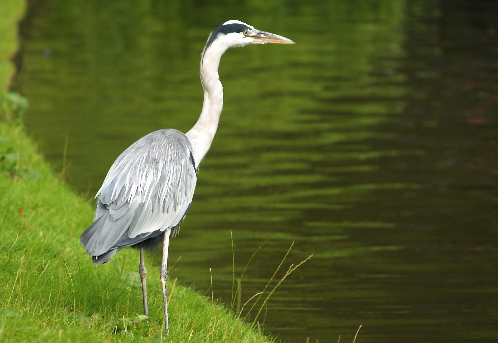 herons birds animals wallpaper and background