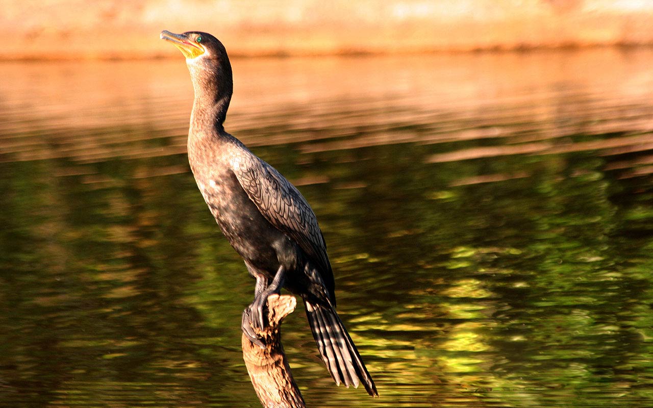 Free Cormorant Wallpaper